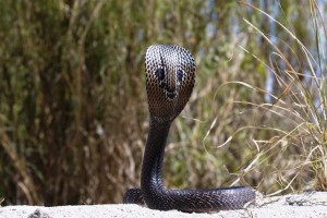 Spectacle Cobra