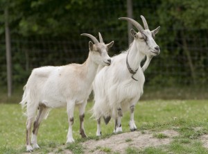 Goats Go.. Inspecting.