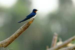 Hirondelle de Guinée Hirundo lucida Red-chested Swallow
