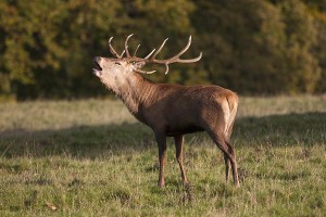 a-male-deer-cervidae-calling-north-john-short