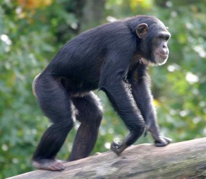 chimpanzee-7