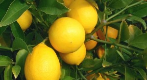 lemon-600x330