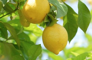 lemon-big