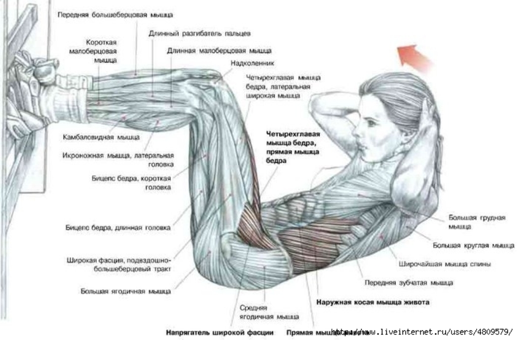 Как качать косые мышцы груди